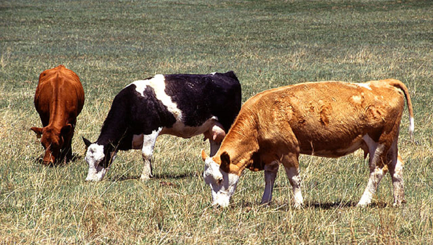 米国の酪農風景（USDA ARSホームページより引用）