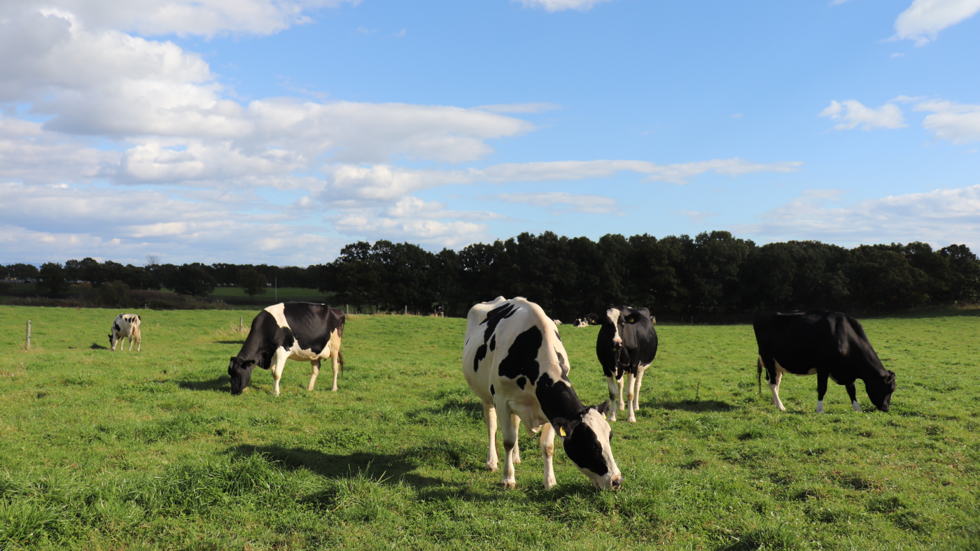 日高牧場では搾乳牛約30頭ほどを放牧飼養している