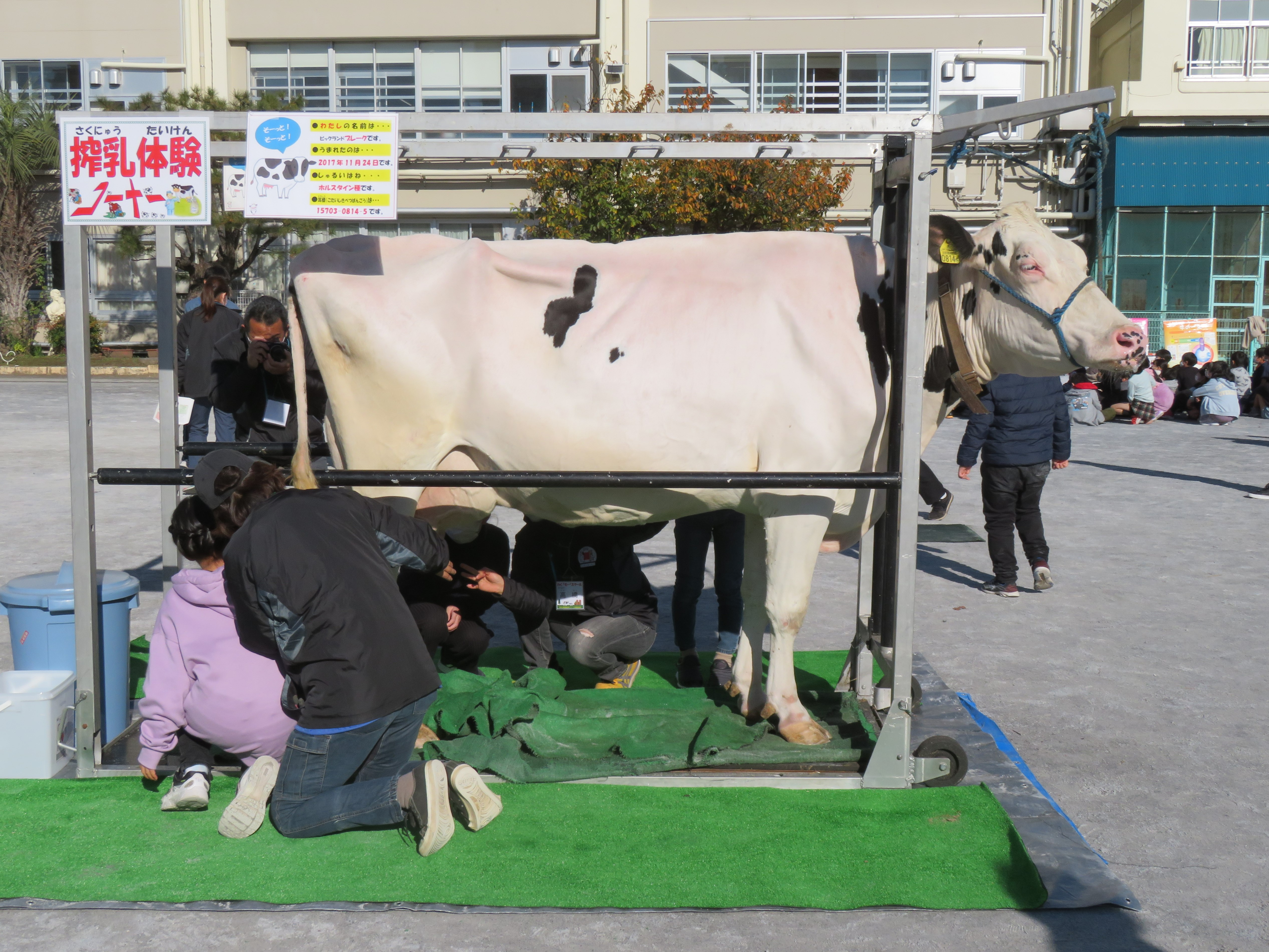 本物の牛を使用した搾乳体験