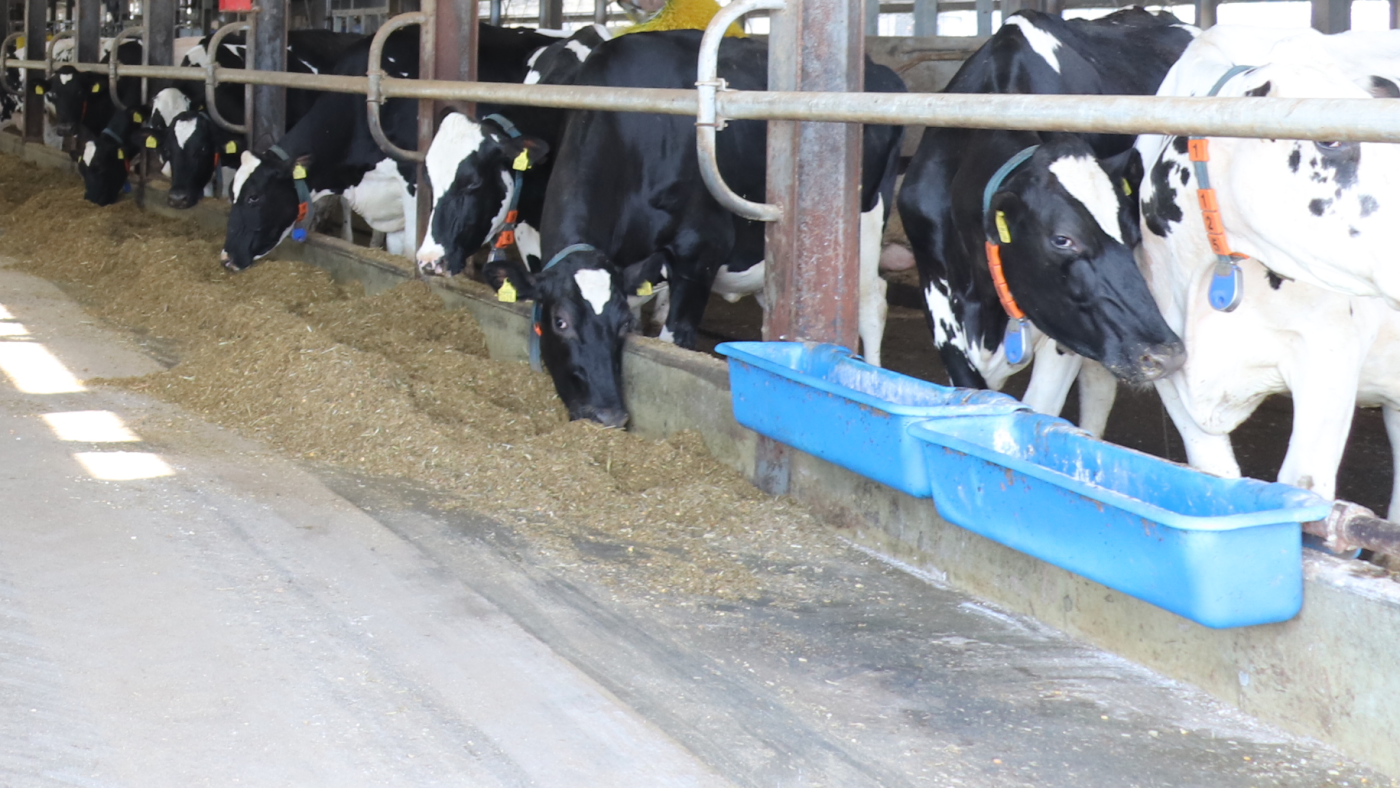 サルモネラ菌は乳牛の口から入り込むのが一般的。飼槽などを清潔に保つことも重要