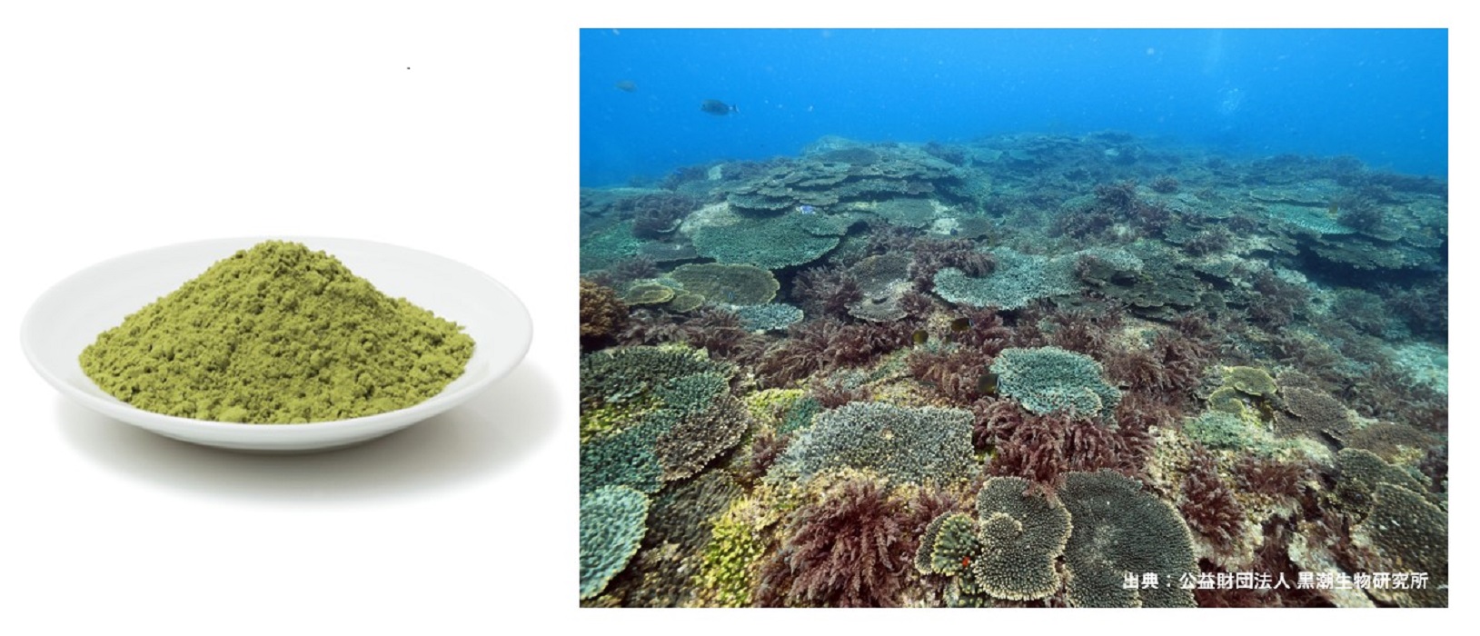 左・ユーグレナ粉末（イメージ）、右・カギケノリ（赤紫色の海藻、イメージ）