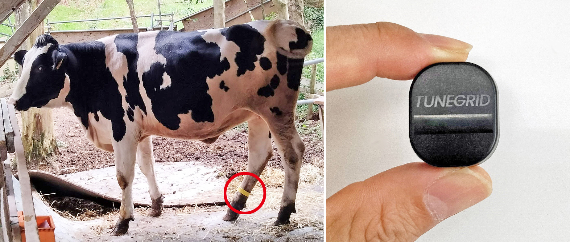 小型センサー「チューングリッドキューブ」（右）と、それを右の後肢に装着した乳牛