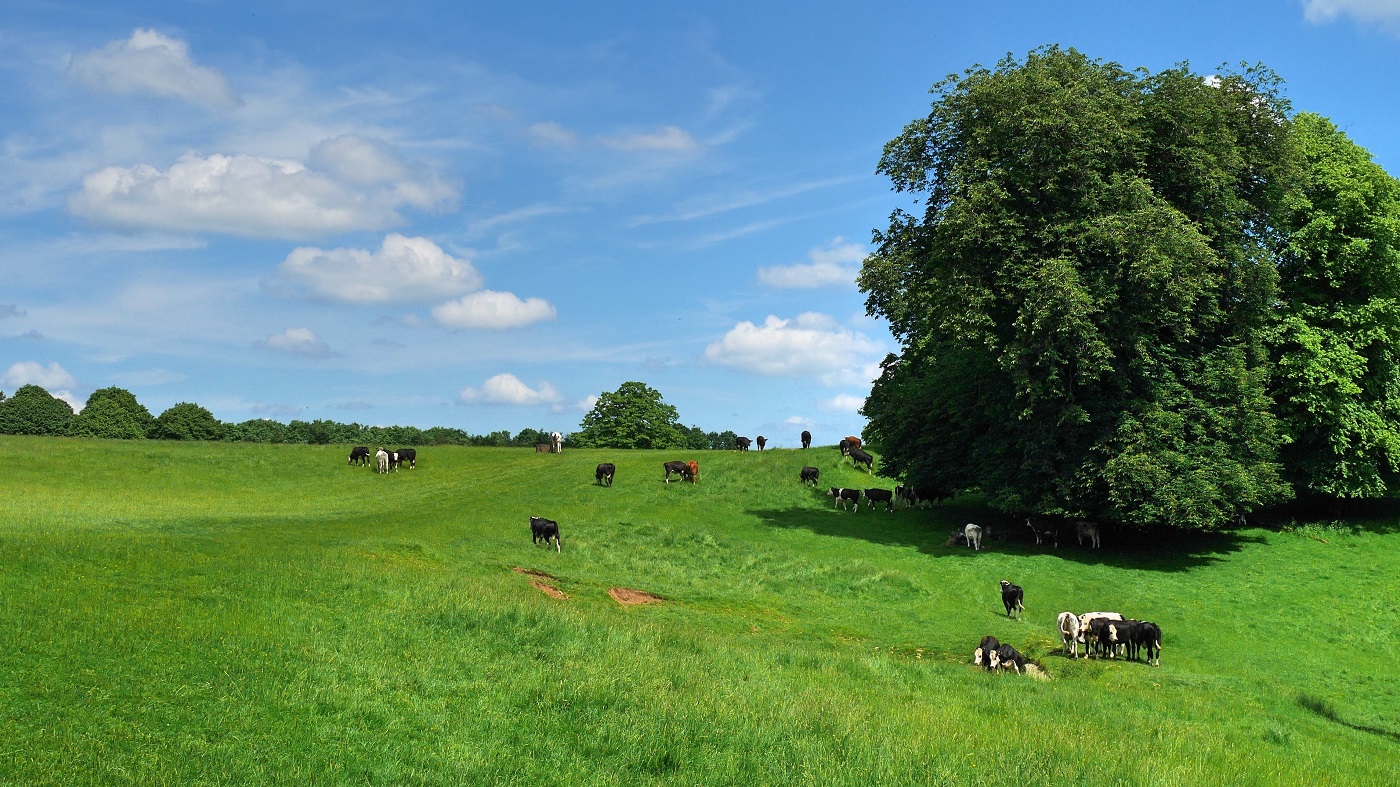 欧州の酪農風景（英国）