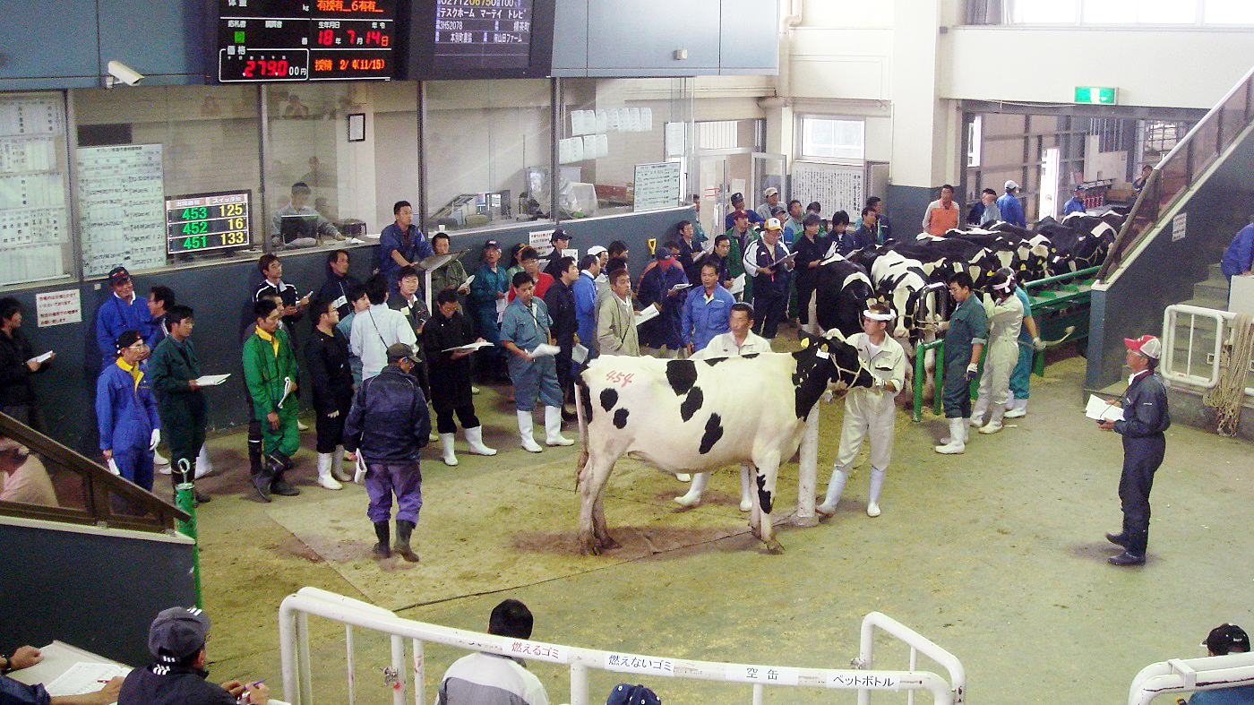 ホクレン乳牛市場のイメージ