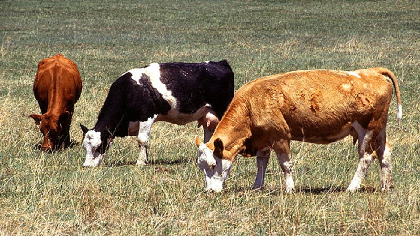 米国の酪農風景（USDA ARSホームページより引用）