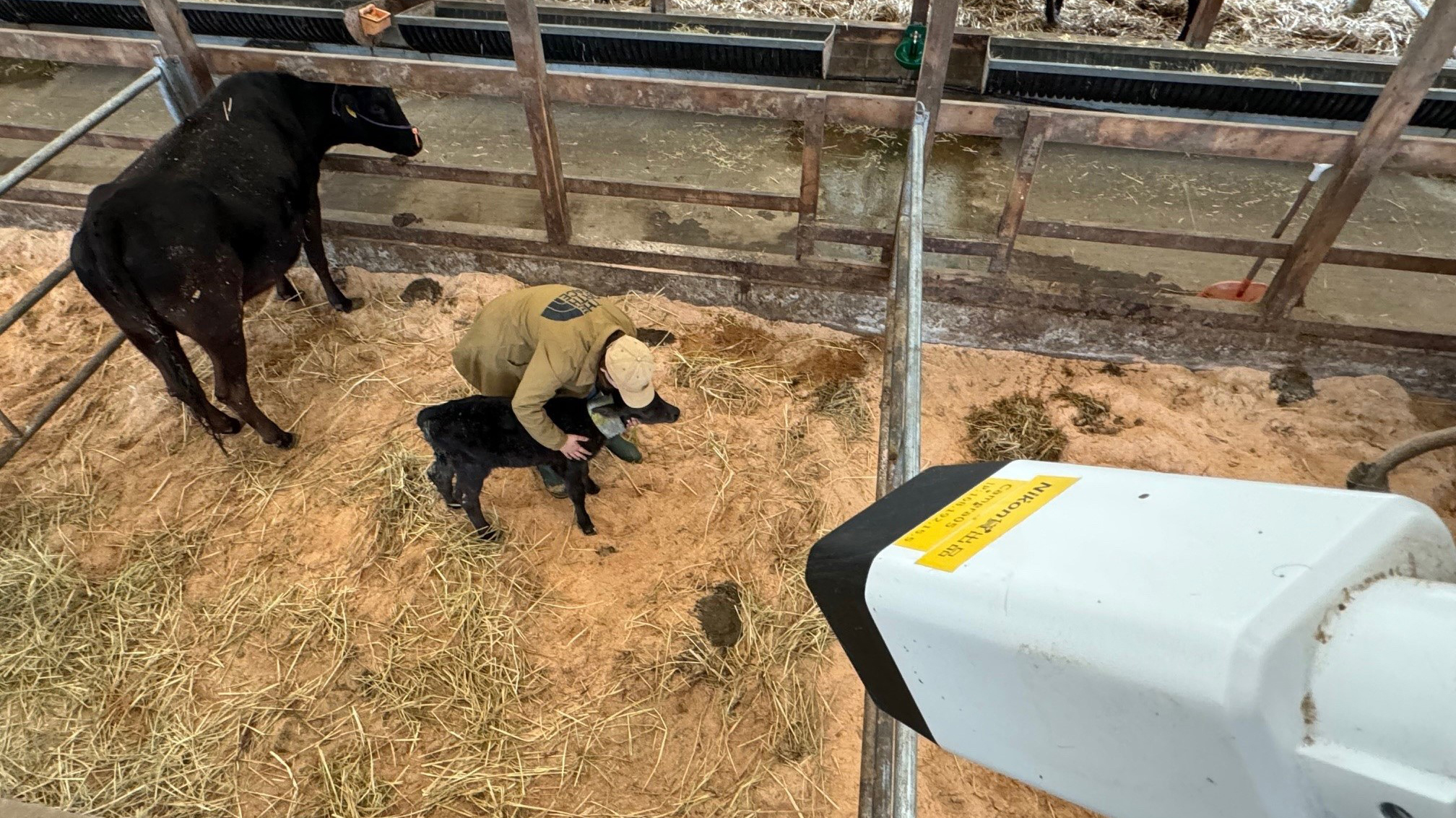 分娩牛房の上部に設置されたカメラとAIで牛の行動を解析