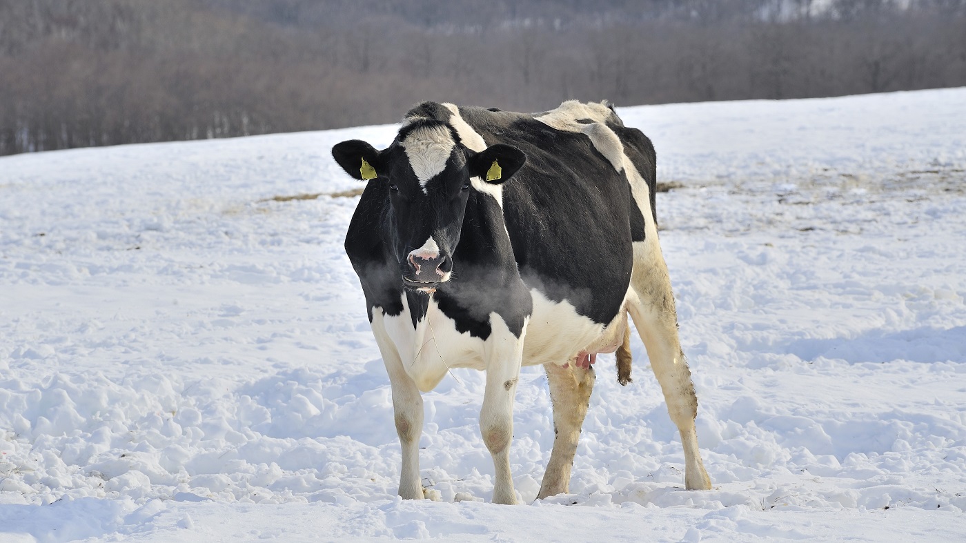 北海道の1頭当たり乳量、抑制と猛暑で減少｜酪農乳業速報