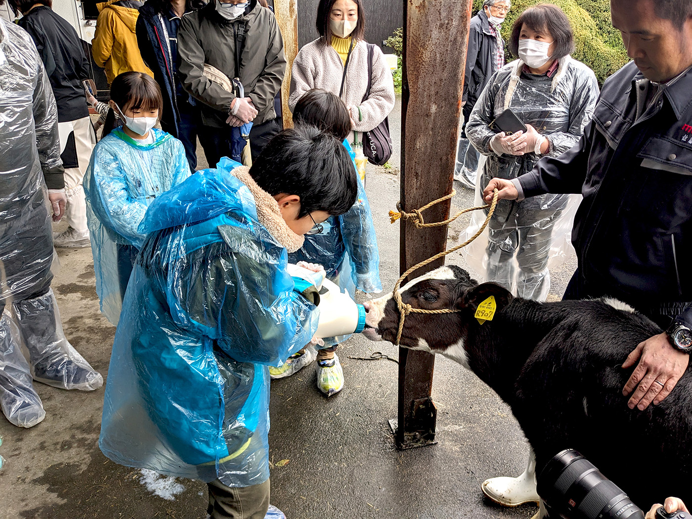 子牛への哺乳体験に挑戦する小学生