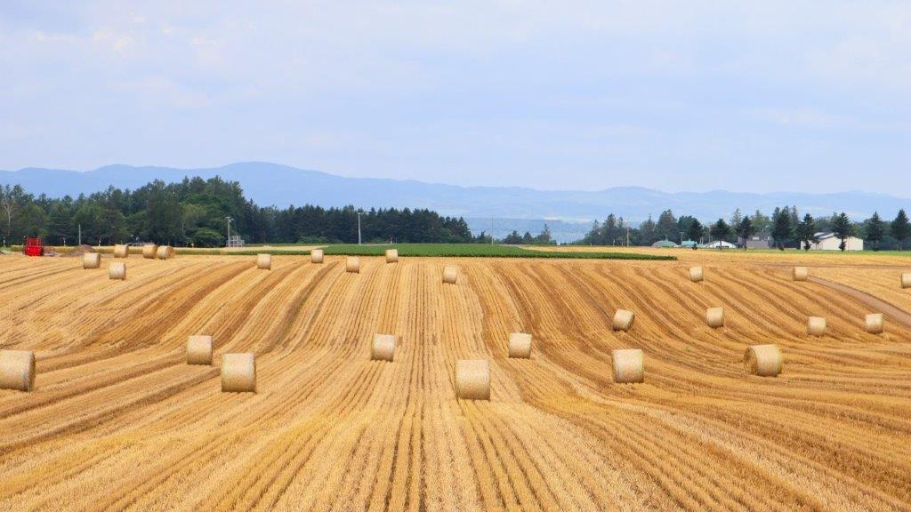 乳牛の敷料「麦稈ロール」、北海道で逼迫か|酪農乳業速報