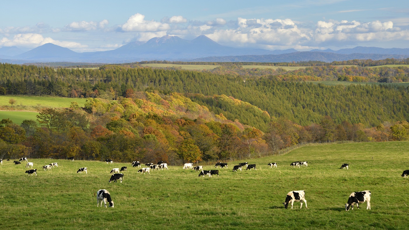 北海道の酪農風景