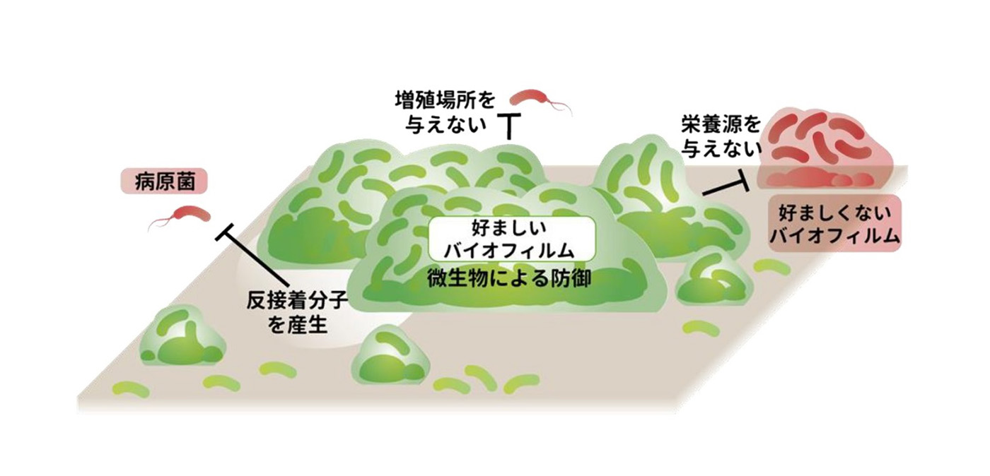 新設した研究室ではバイオフィルムの活用を目指し、微生物群集の研究を進める