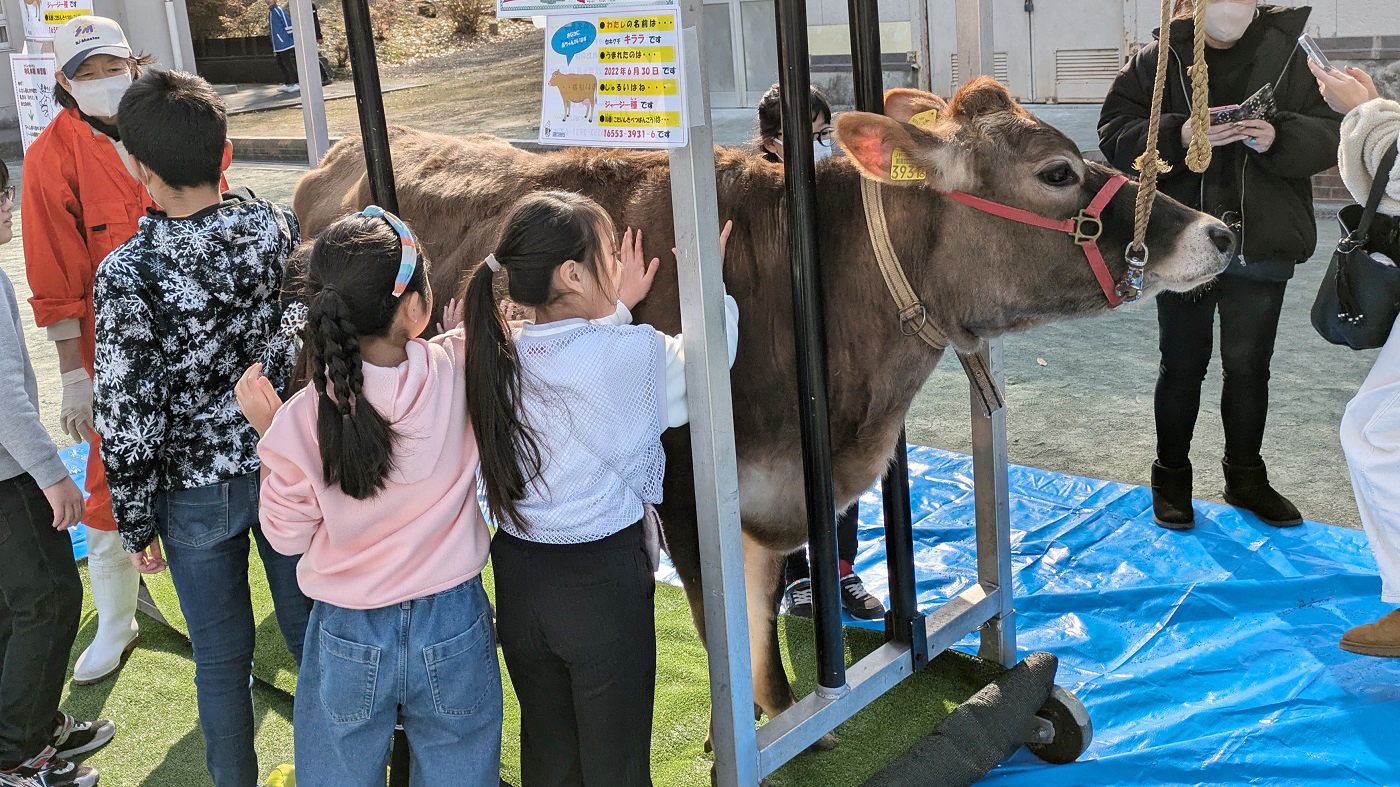 子どもたちは休み時間も牛に夢中