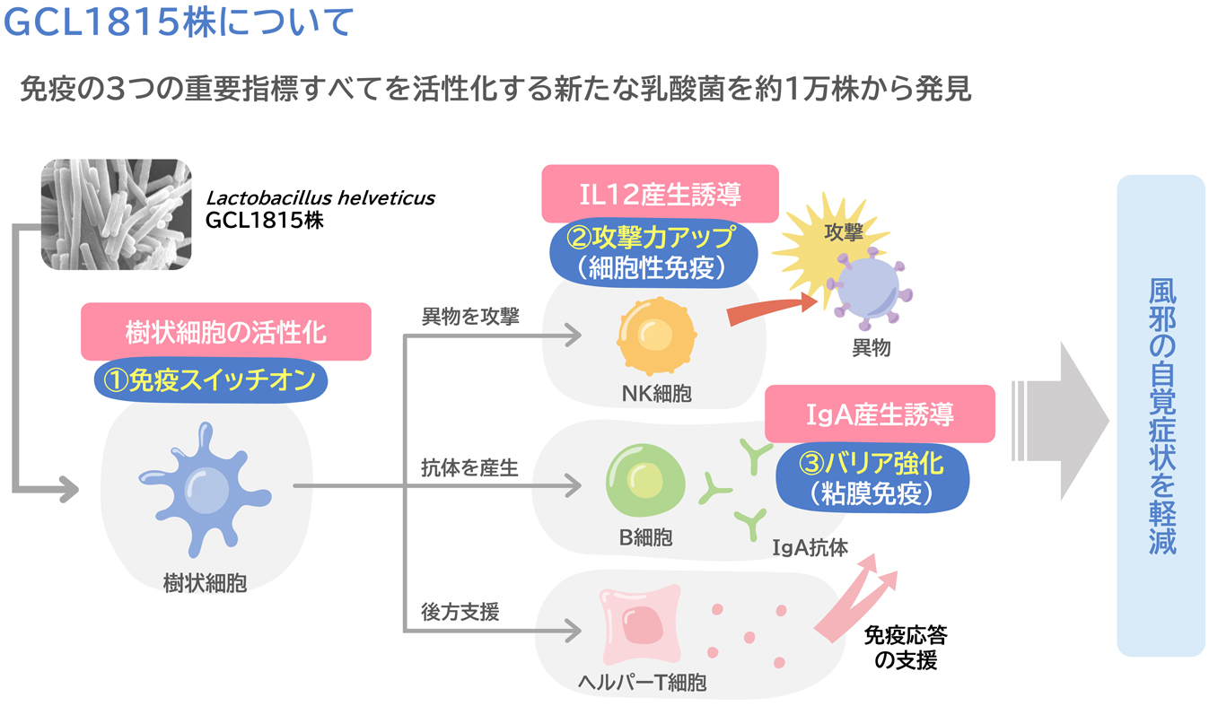 乳酸菌 風邪