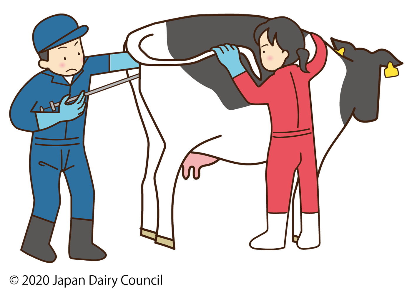 人工授精のイメージ画像(中央酪農会議「酪農イラスト素材集」より)