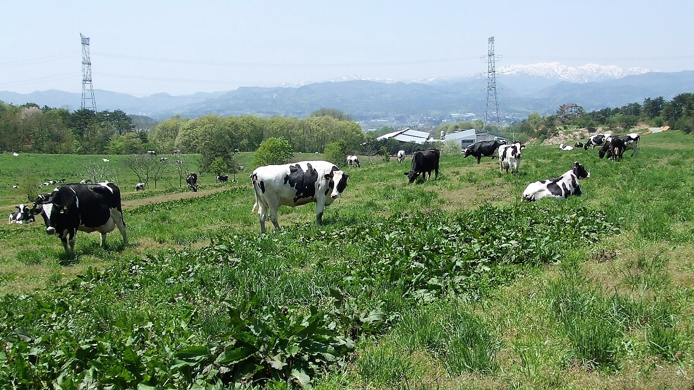 都府県の酪農風景(山形県飯豊山麓)