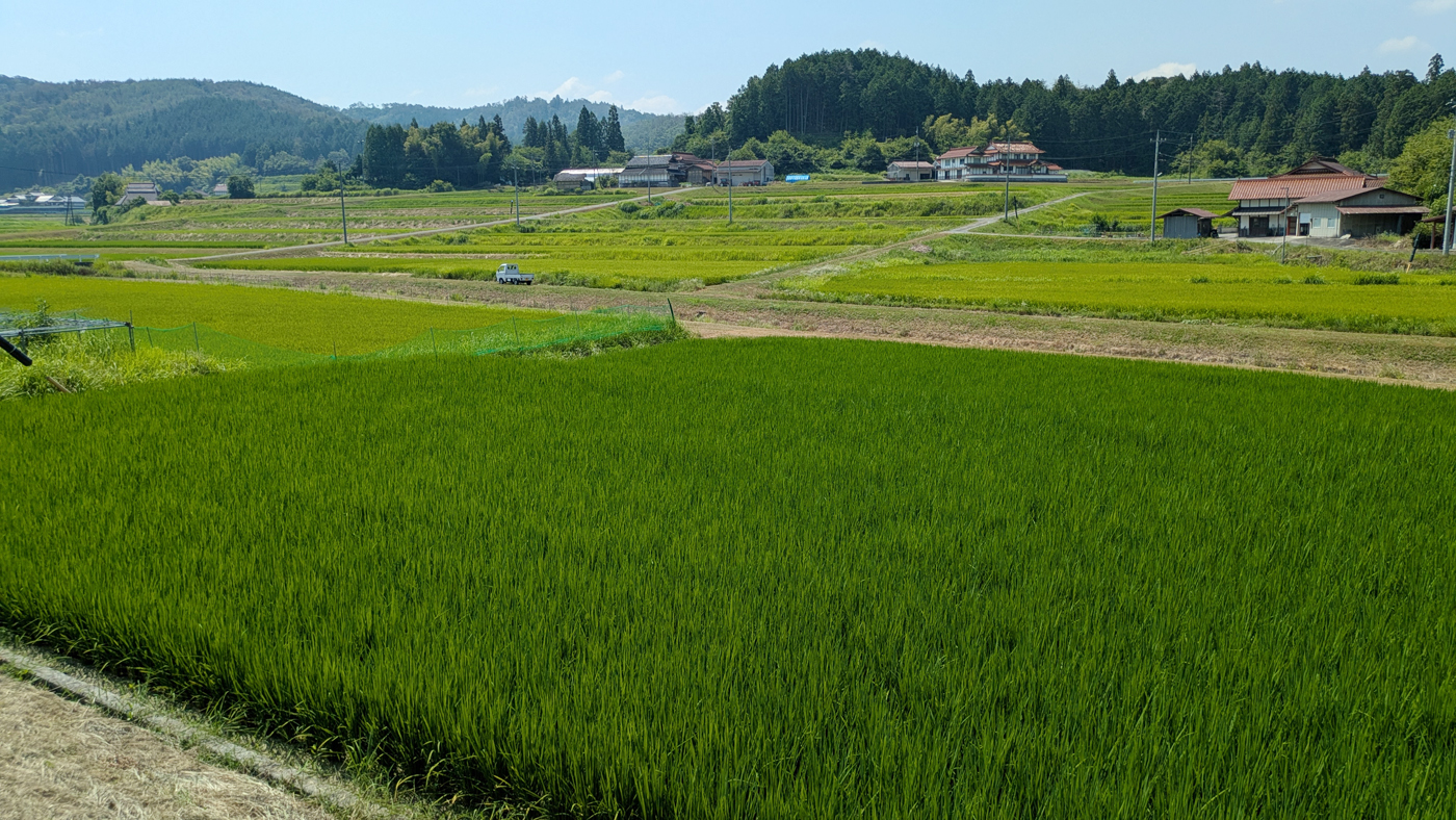 三次市内で7月末に撮影したWCS用稲(手前)。この時点では主食用米稲よりも緑が濃く、見分けやすい