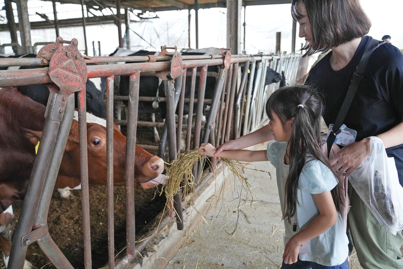 乳牛に牧草を与える親子（安孫子牧場で）