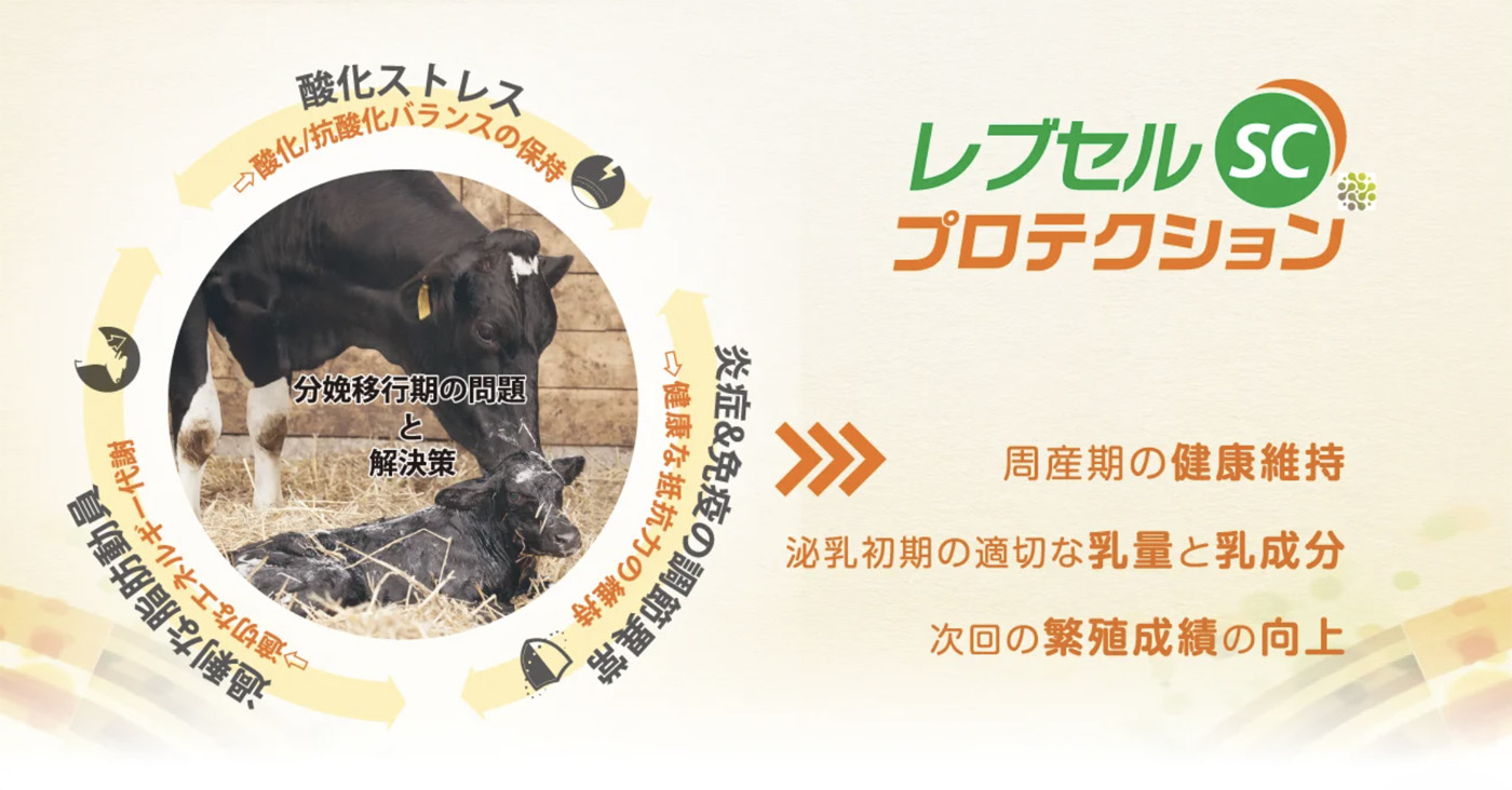 「レブセルSC プロテクション」は分娩移行期の母牛用サプリメント