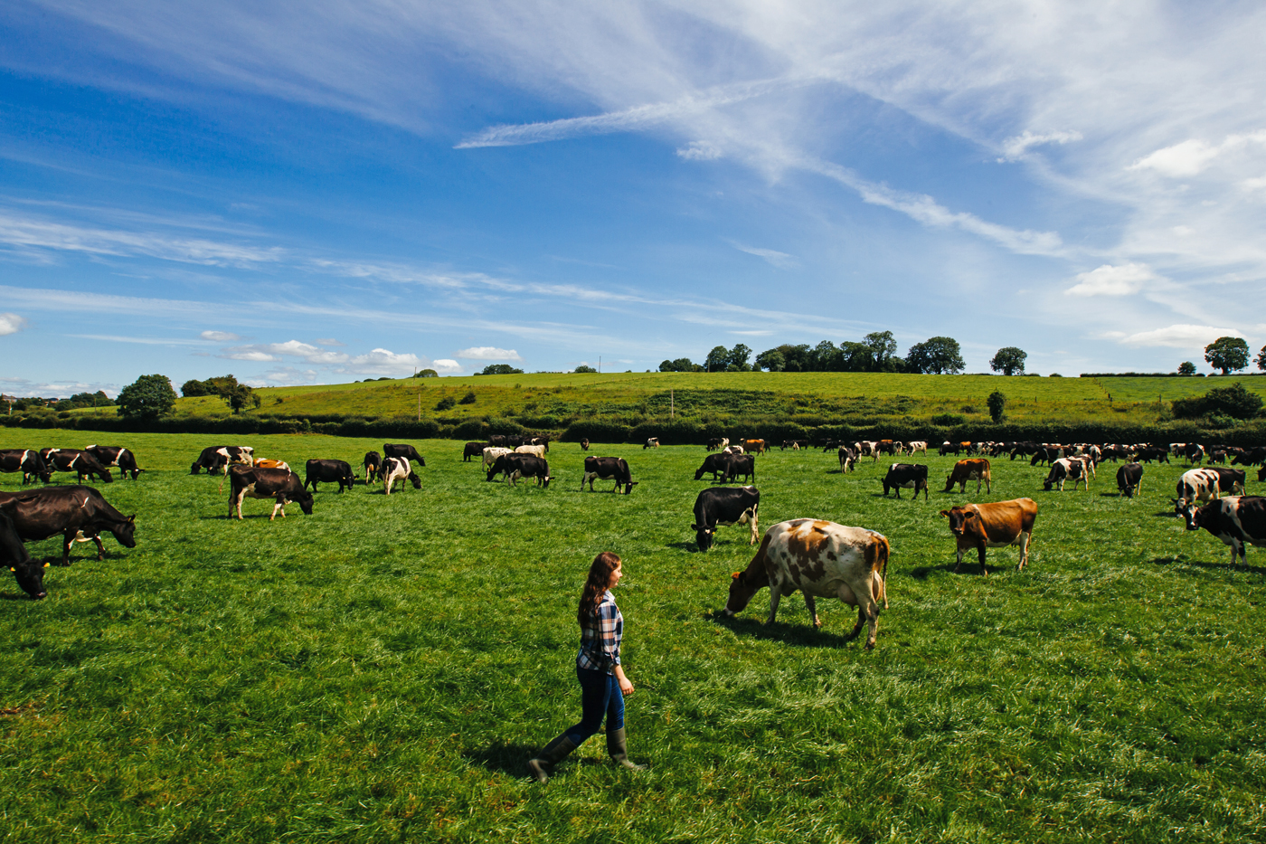 アイルランドの放牧風景