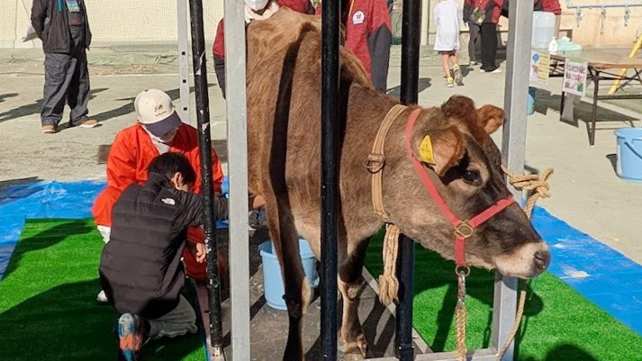 ジャージー牛で搾乳体験