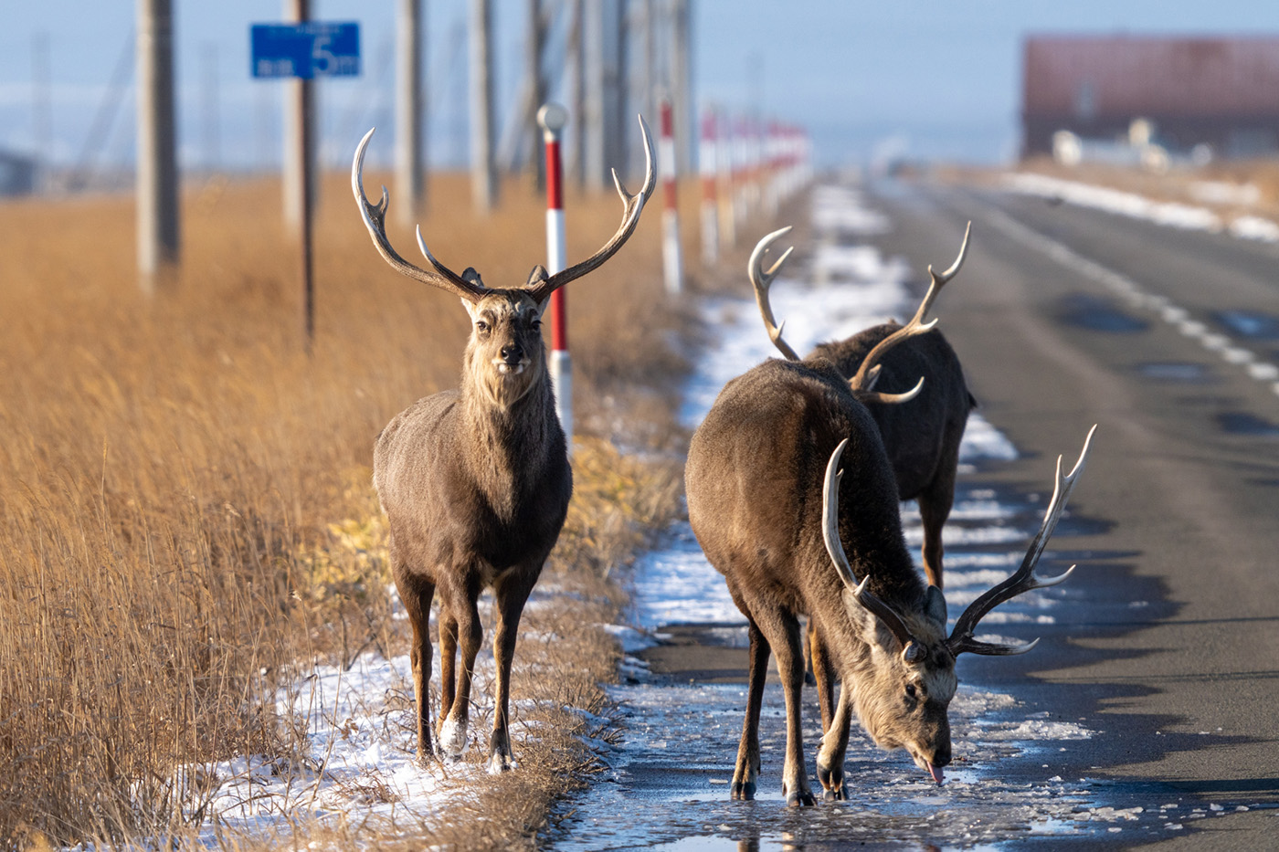 道路を歩くエゾシカ