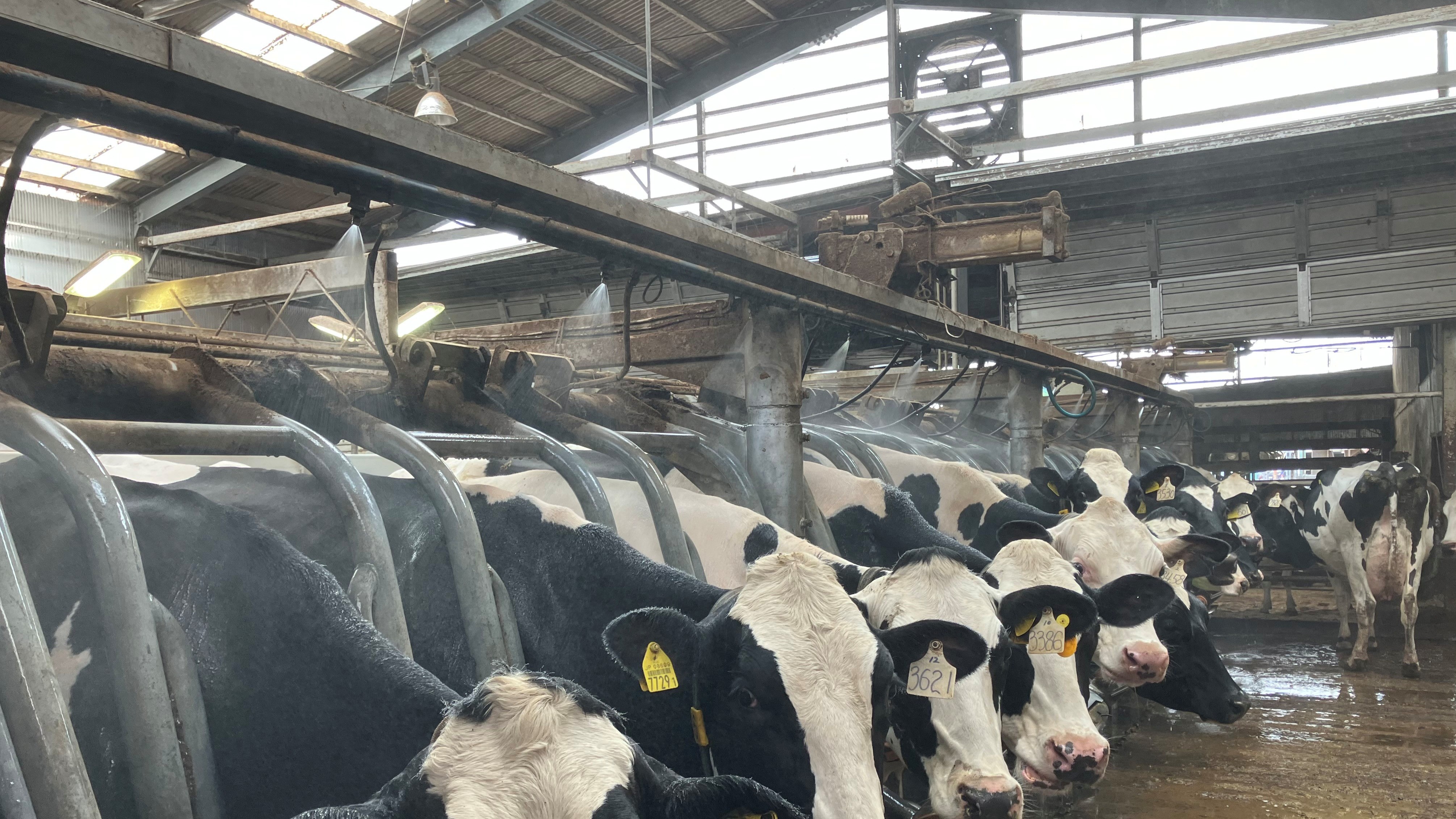 ソーカーシステムを導入した牛舎（雪印種苗提供）