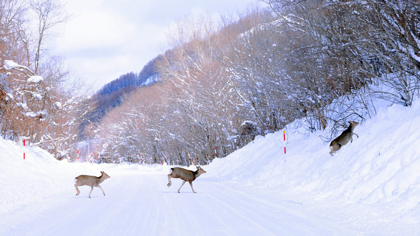 北海道全域に生息するエゾシカ