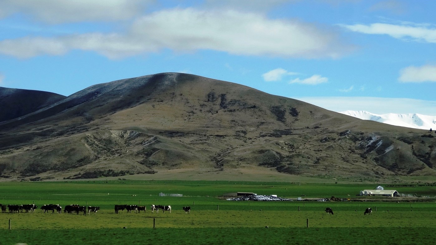 ニュージーランドの酪農風景