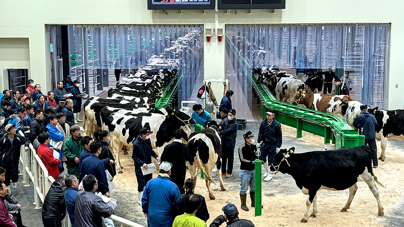 ホクレン十勝乳牛市場の様子