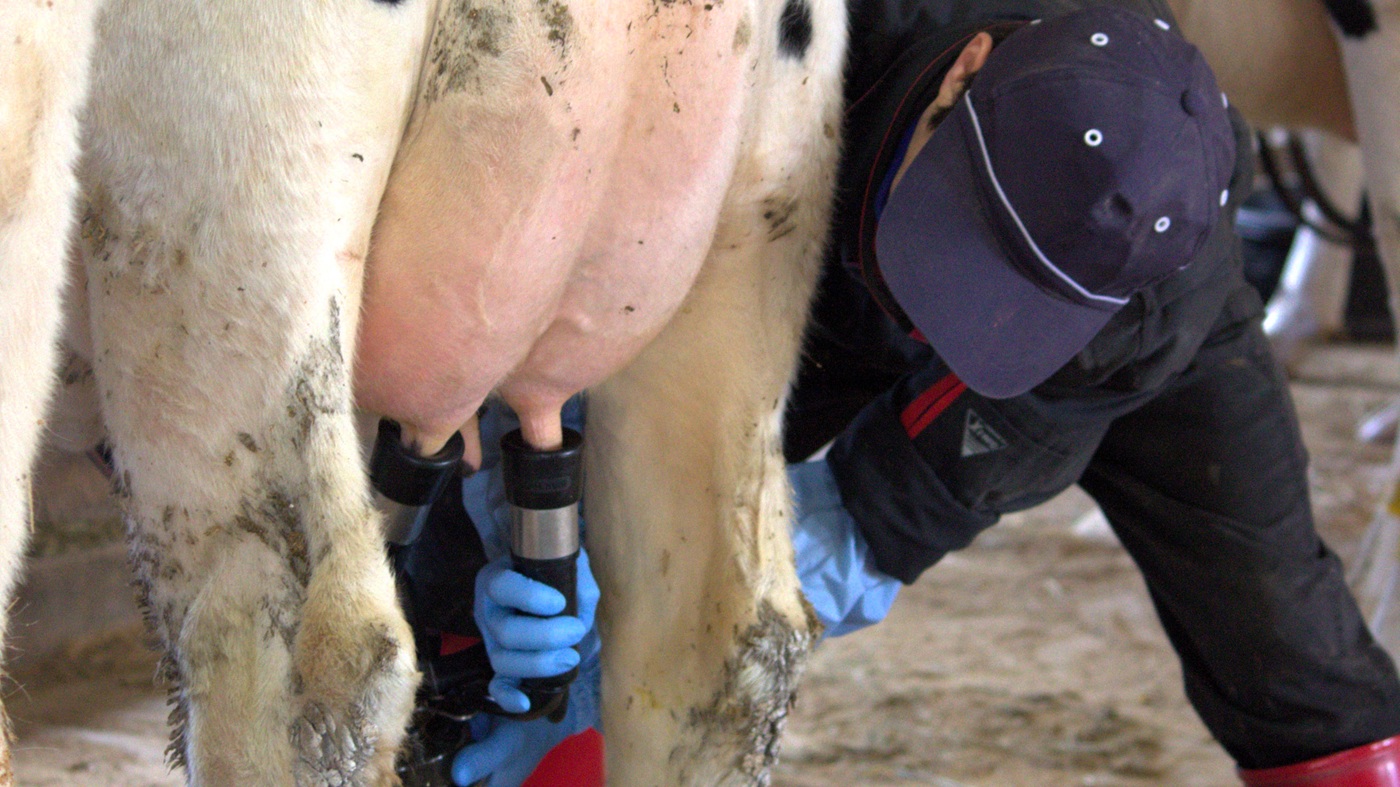 ミルカーでの搾乳