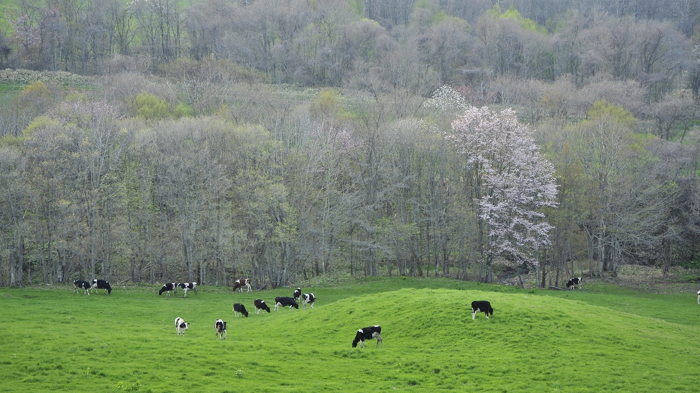 北海道の酪農風景