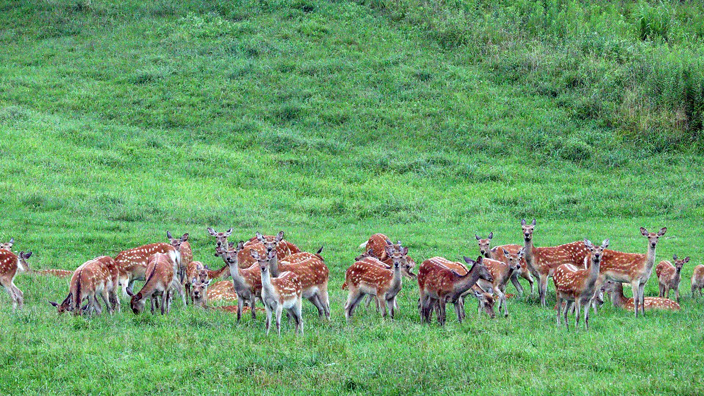 北海道全域に生息するエゾシカ