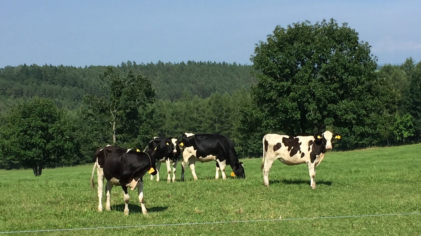 放牧されている育成牛（北海道十勝管内の公共牧場）