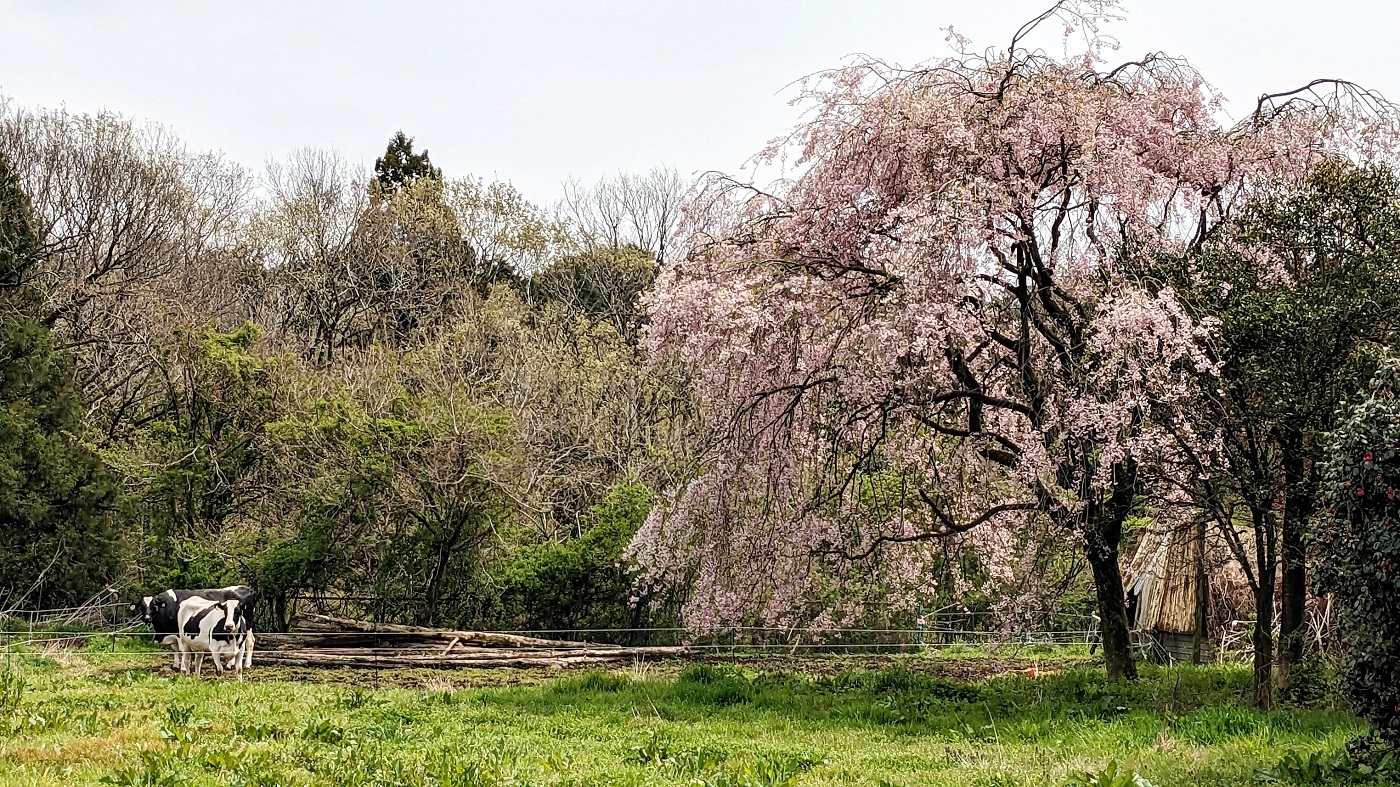 都府県の酪農風景（静岡県朝霧高原）