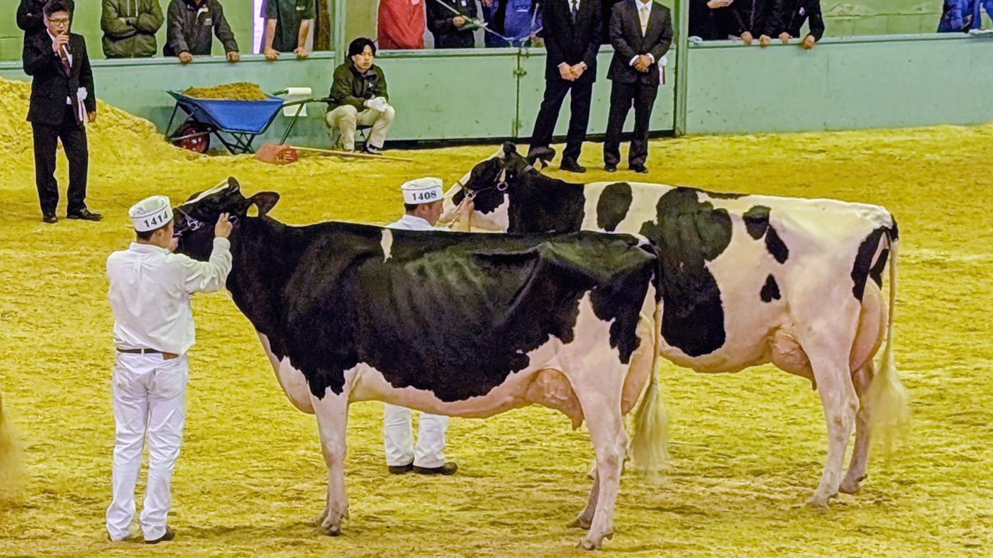最高位のグランド・チャンピオンに輝いたロケツト号（手前）と次点のハツドリー号（奥）。根室勢がワンツーフィニッシュを収めた