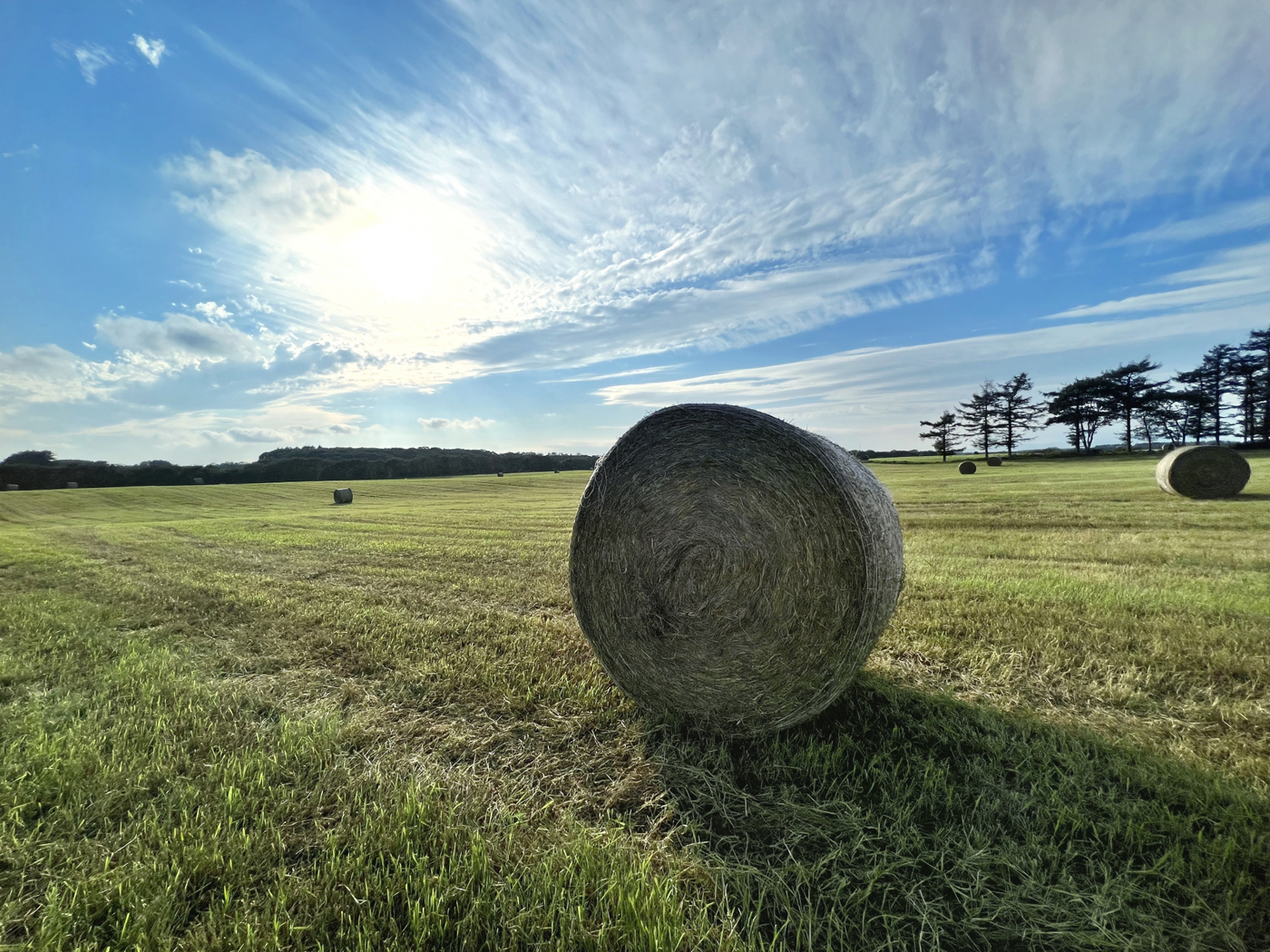 牧草ロールが点在する北海道の酪農風景