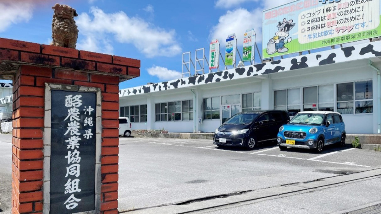 八重瀬町にある沖縄県酪農協。シーサーと牛柄の建物が目をひく
