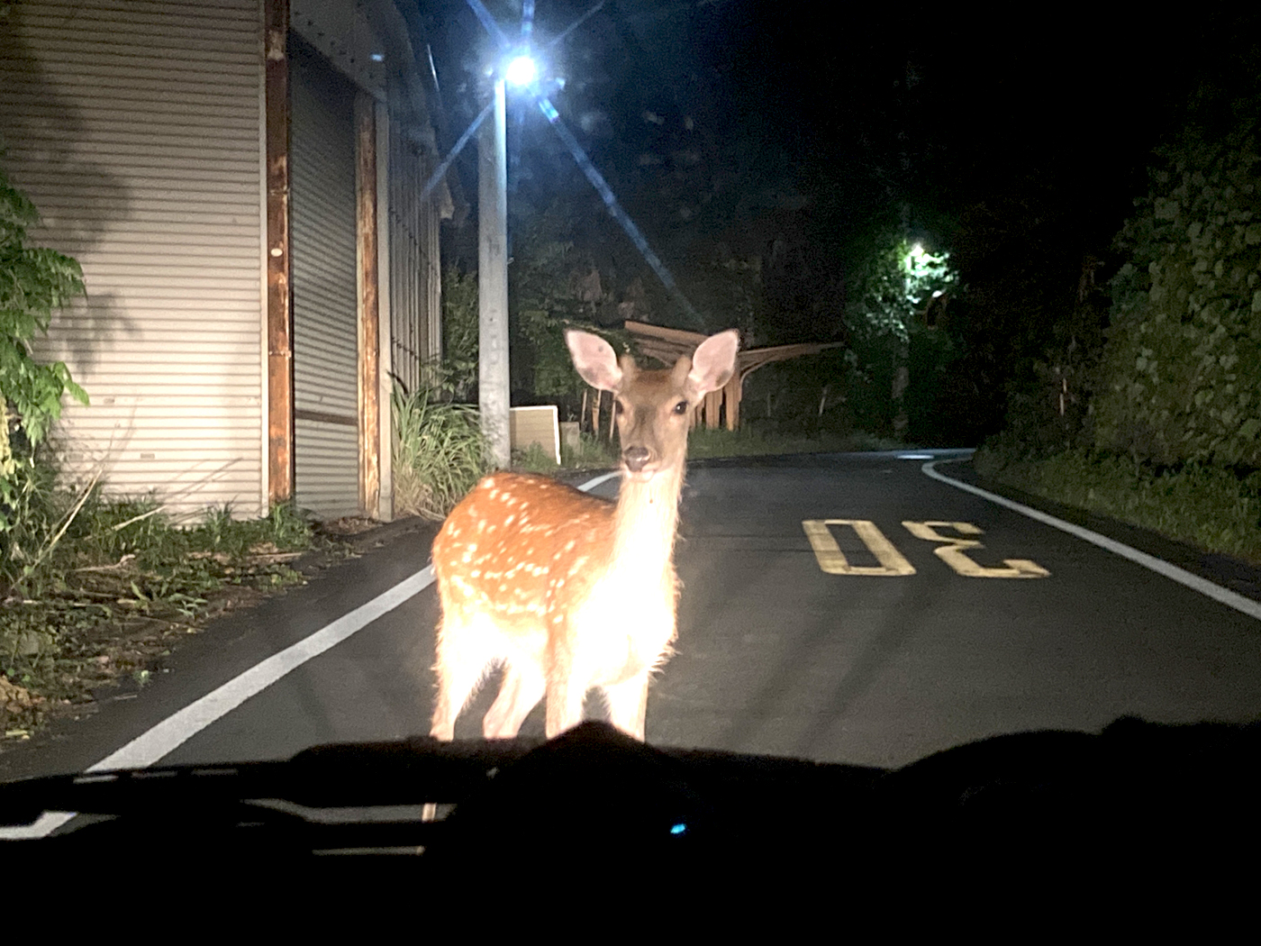 衝突事故は日没以降に多い