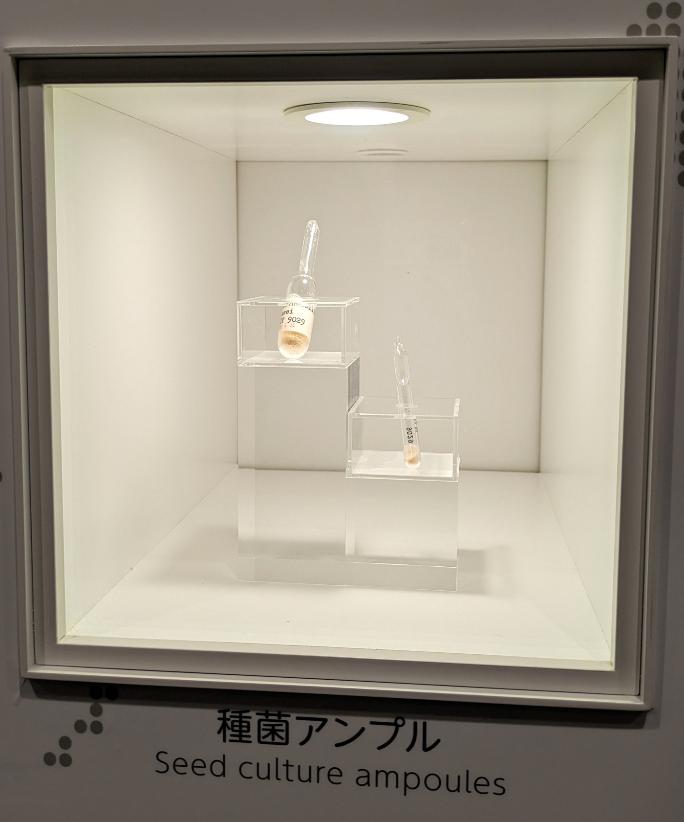 中央研究所と同じ敷地内の代田記念館に展示されている種菌アンプル（凍結乾燥菌末）。同研究所から全世界のヤクルト工場へ定期的に送られる